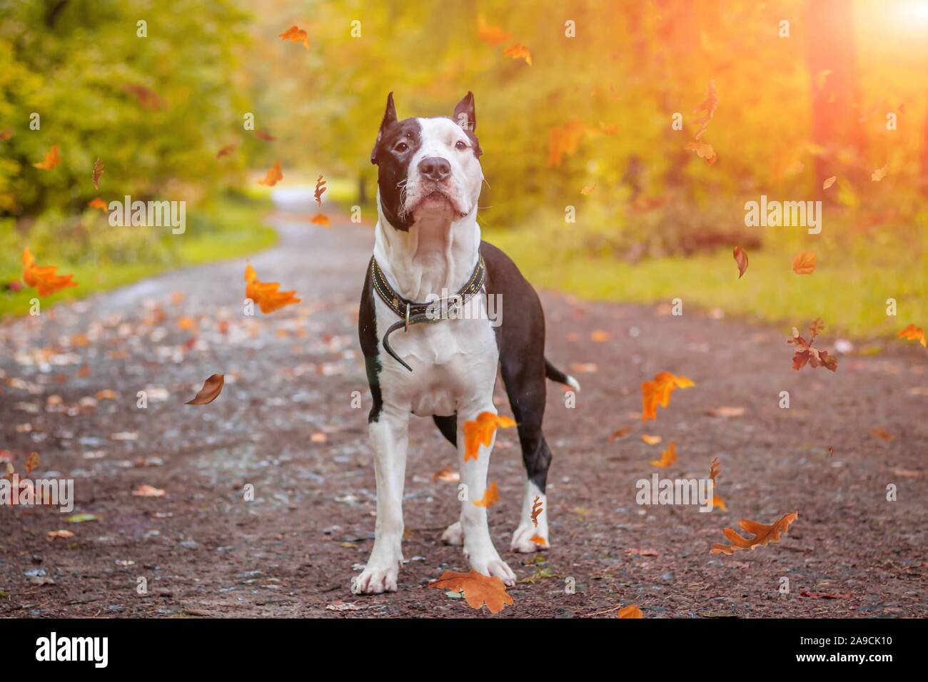 Amstaff dog on a walk in the park. Big dog. Bright dog. Light color. Home pet. Dog on a background of greenery. Black and white Stock Photo
