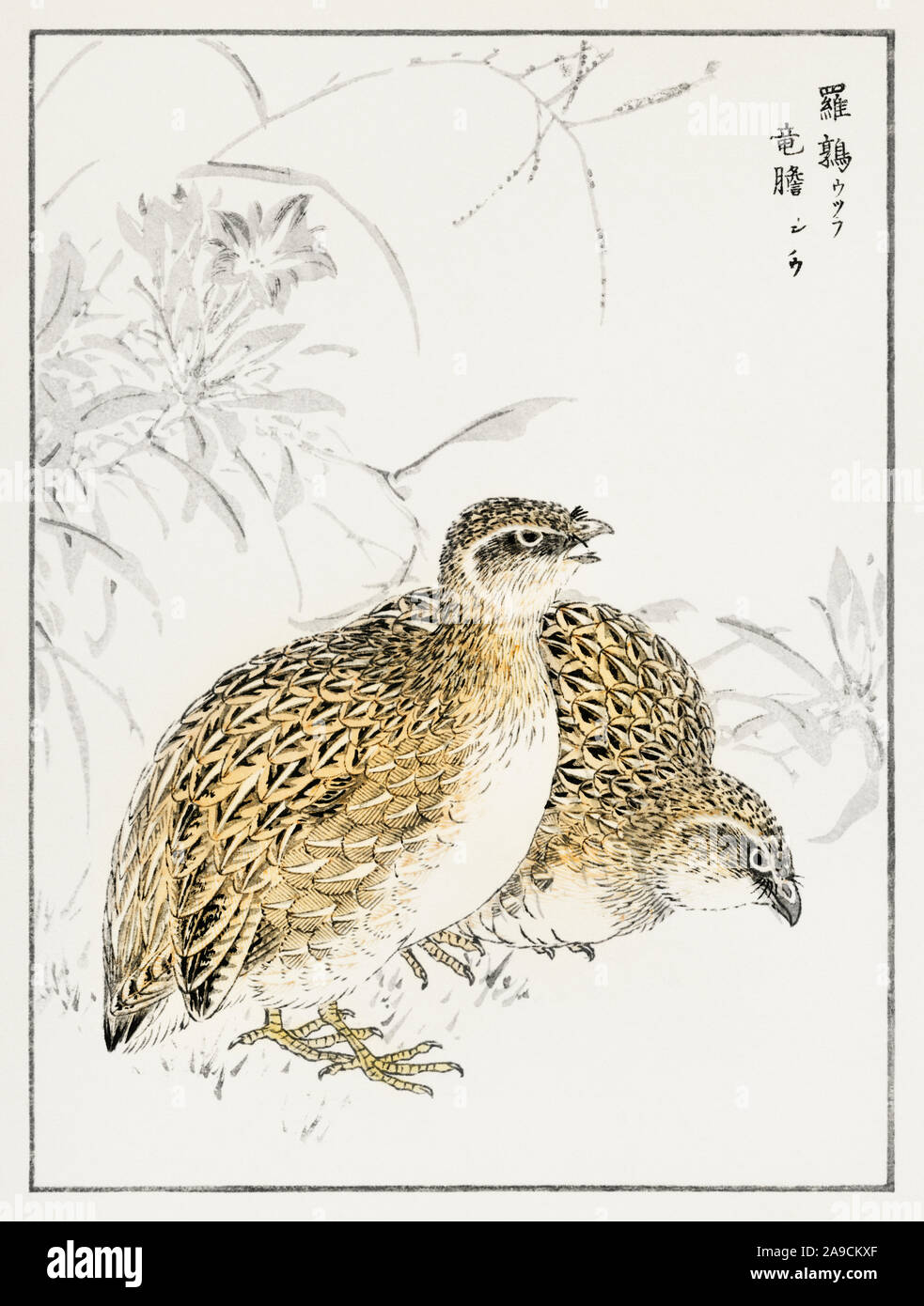 Japanese Quail and Gentian illustration from Pictorial Monograph of Birds (1885) by Numata Kashu (1838-1901). Stock Photo