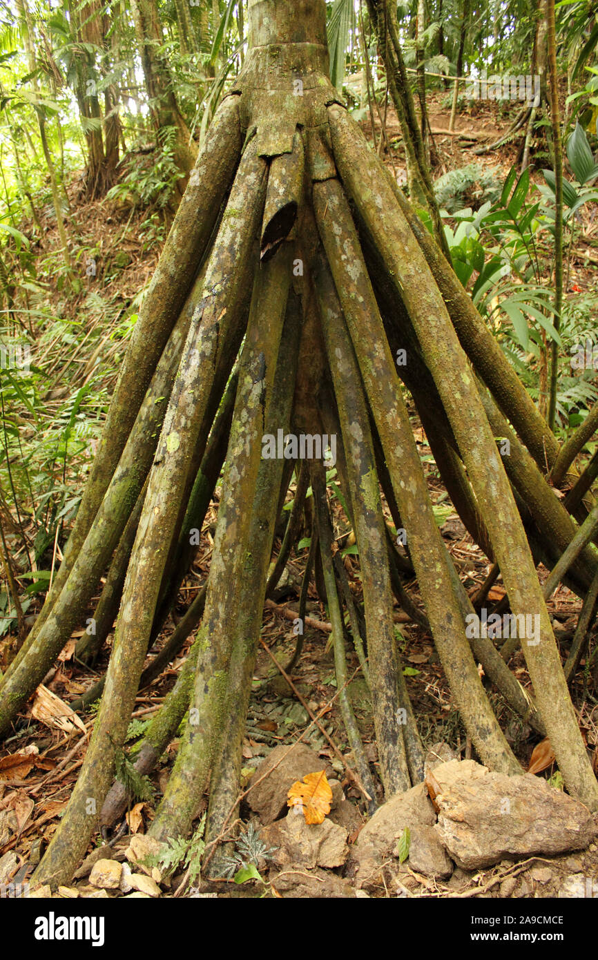 Amazing view of Socratea exorrhiza, the Walking Palm or Cashapona, is a palm native to rainforests in tropical south america Stock Photo