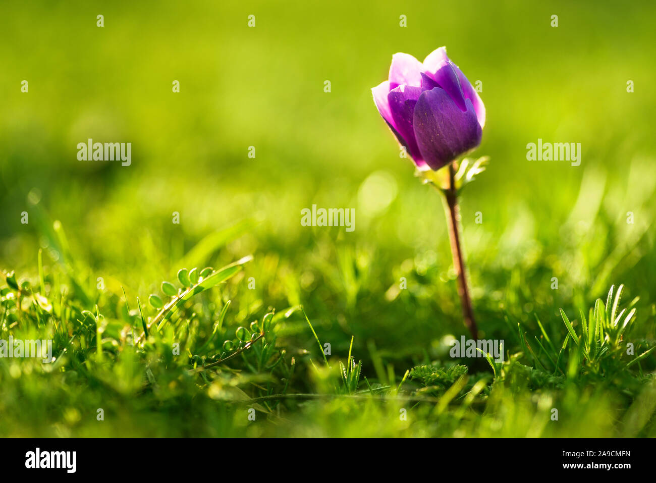 Close up shot of a single Purple colored Tulip flower. in spring season. Stock Photo