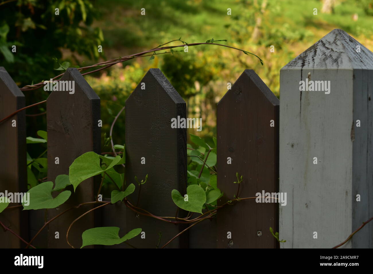 Green vine on brown and White picket fence  in summer, close up Stock Photo