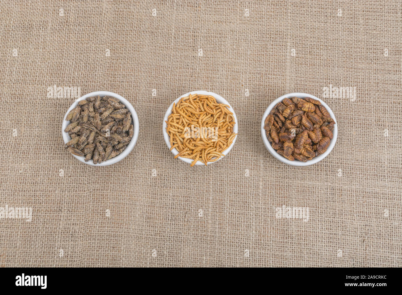 Dishes of edible insects. Mealworms / Tenebrio molitor, Small Crickets, Silkworm pupae / Bombyx