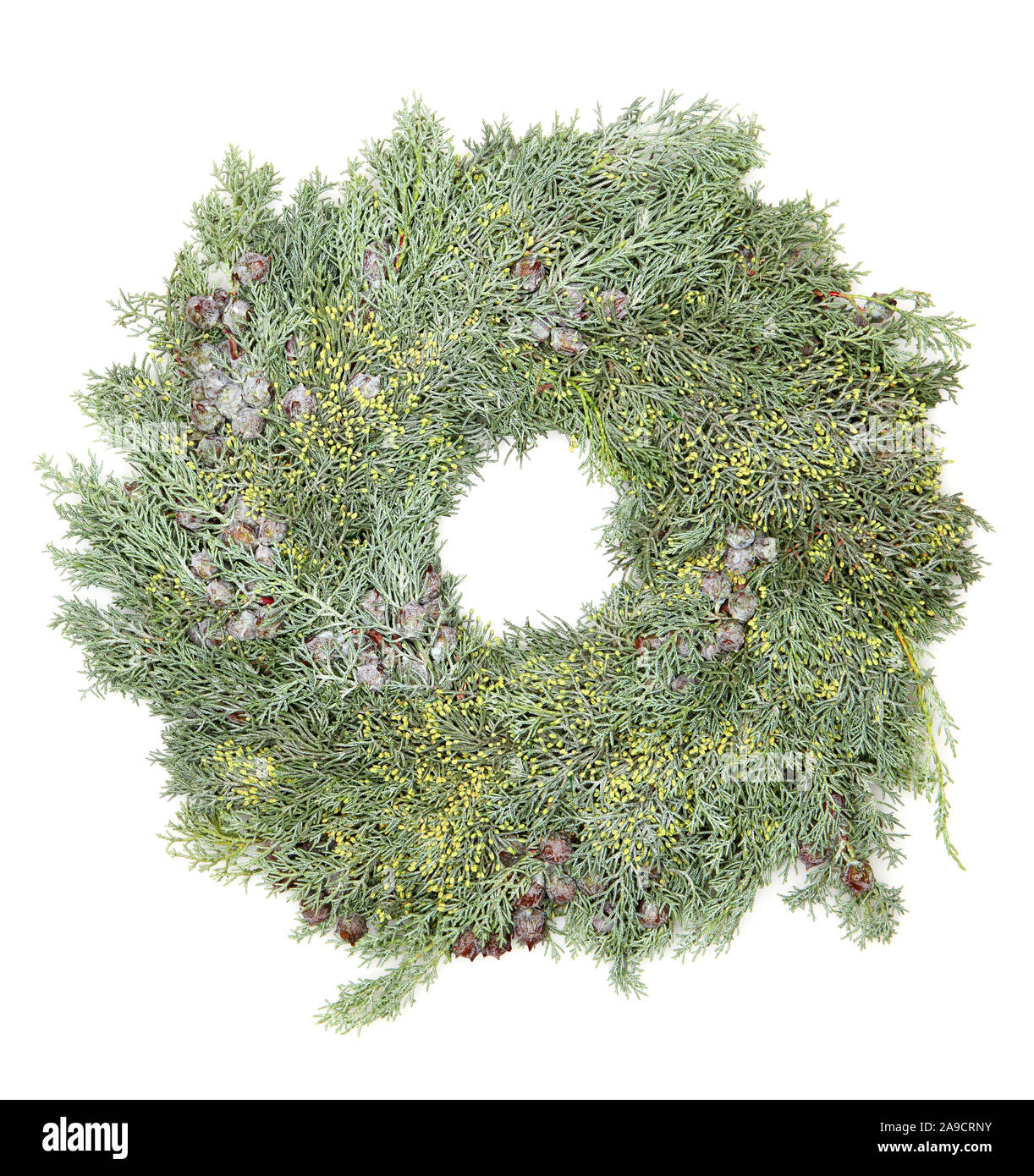 White cypresses hi-res stock photography and images - Alamy