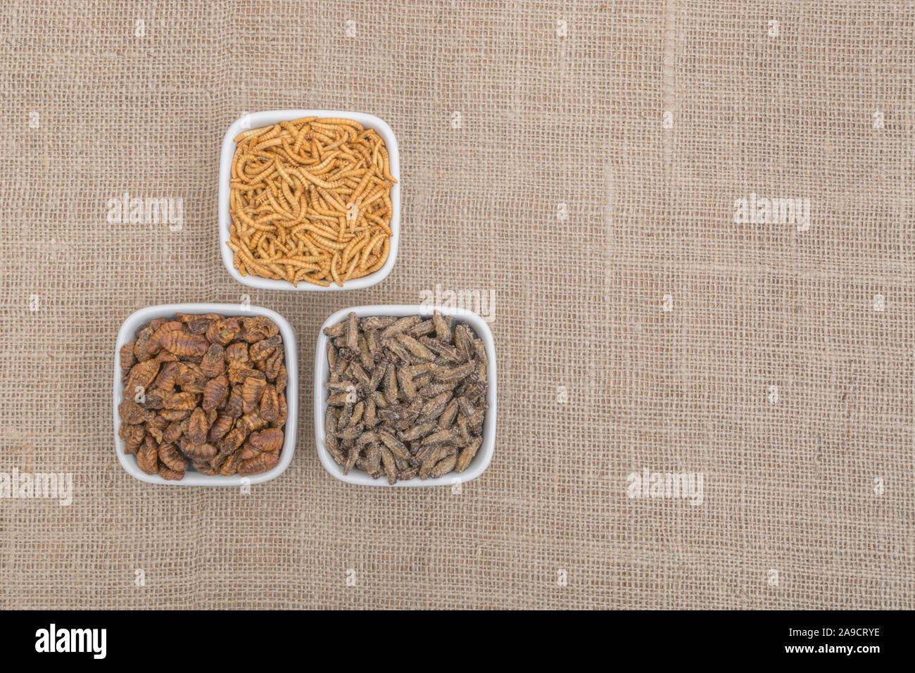 Dishes of edible insects. Mealworms / Tenebrio molitor, Small Crickets, Silkworm pupae / Bombyx