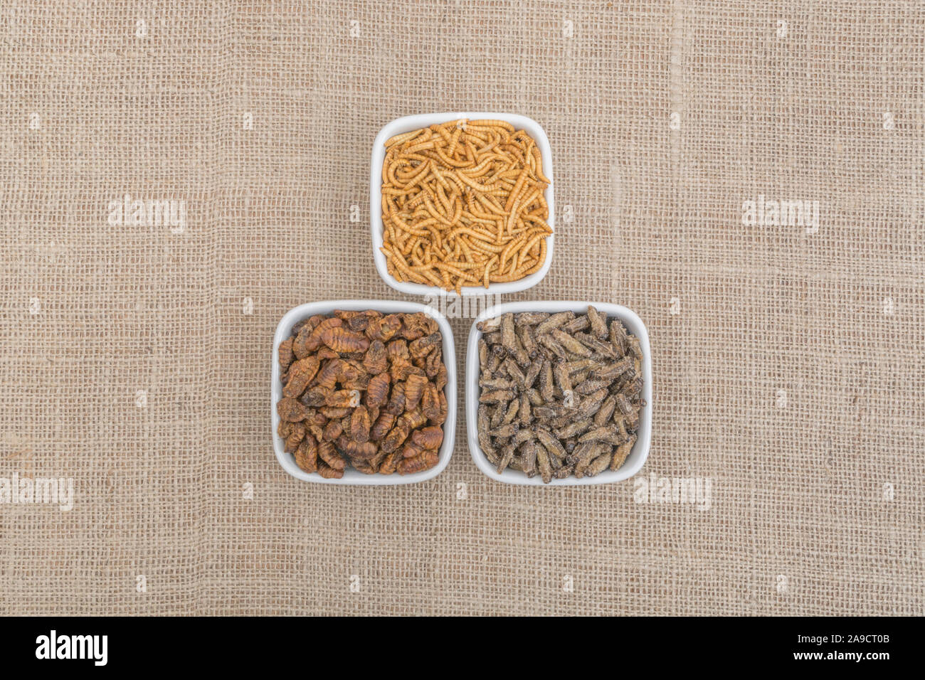 Dishes of edible insects. Mealworms / Tenebrio molitor, Small Crickets, Silkworm pupae / Bombyx