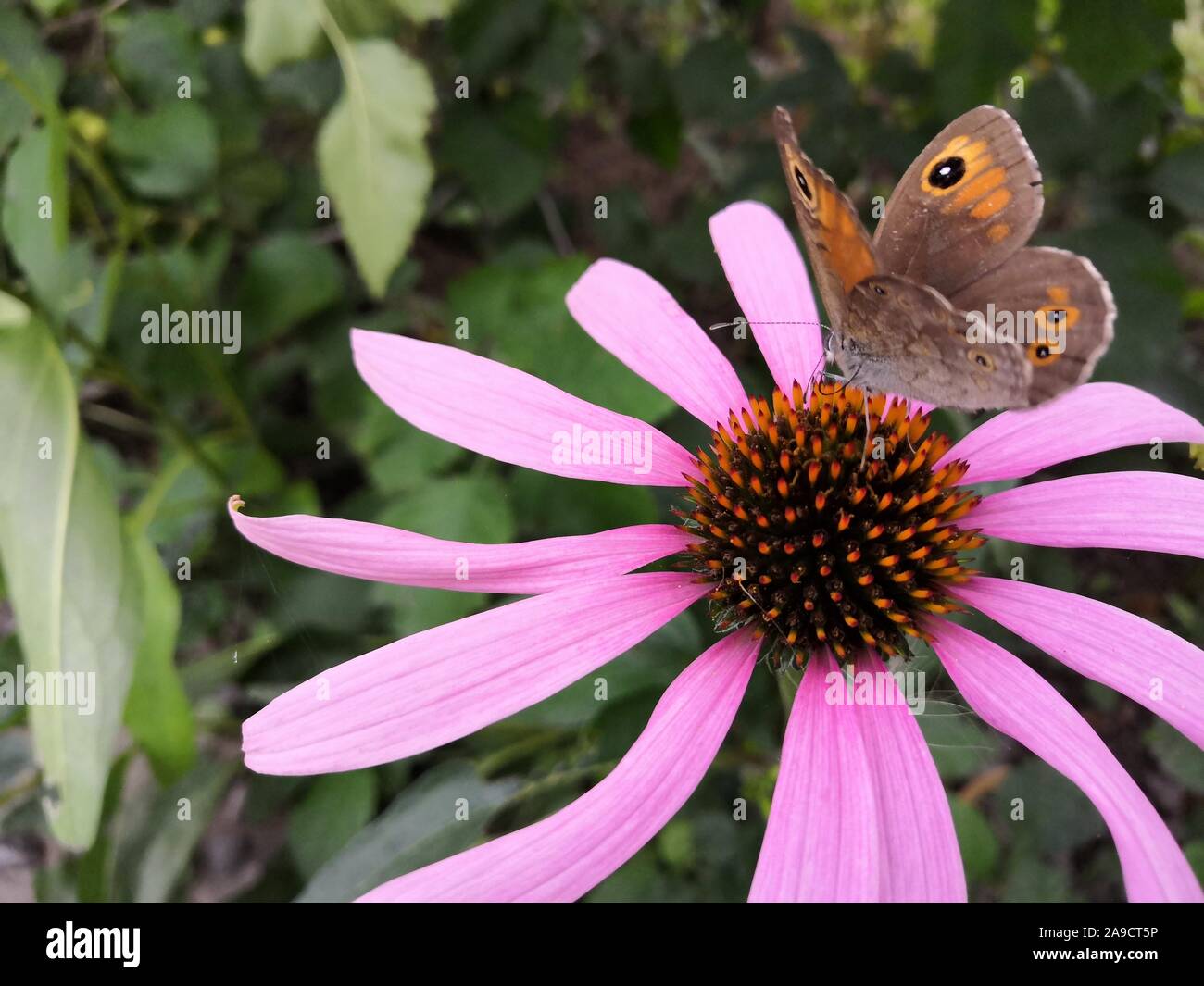 A butterfly drinking nectar from a coneflower Echinacea purpurea in