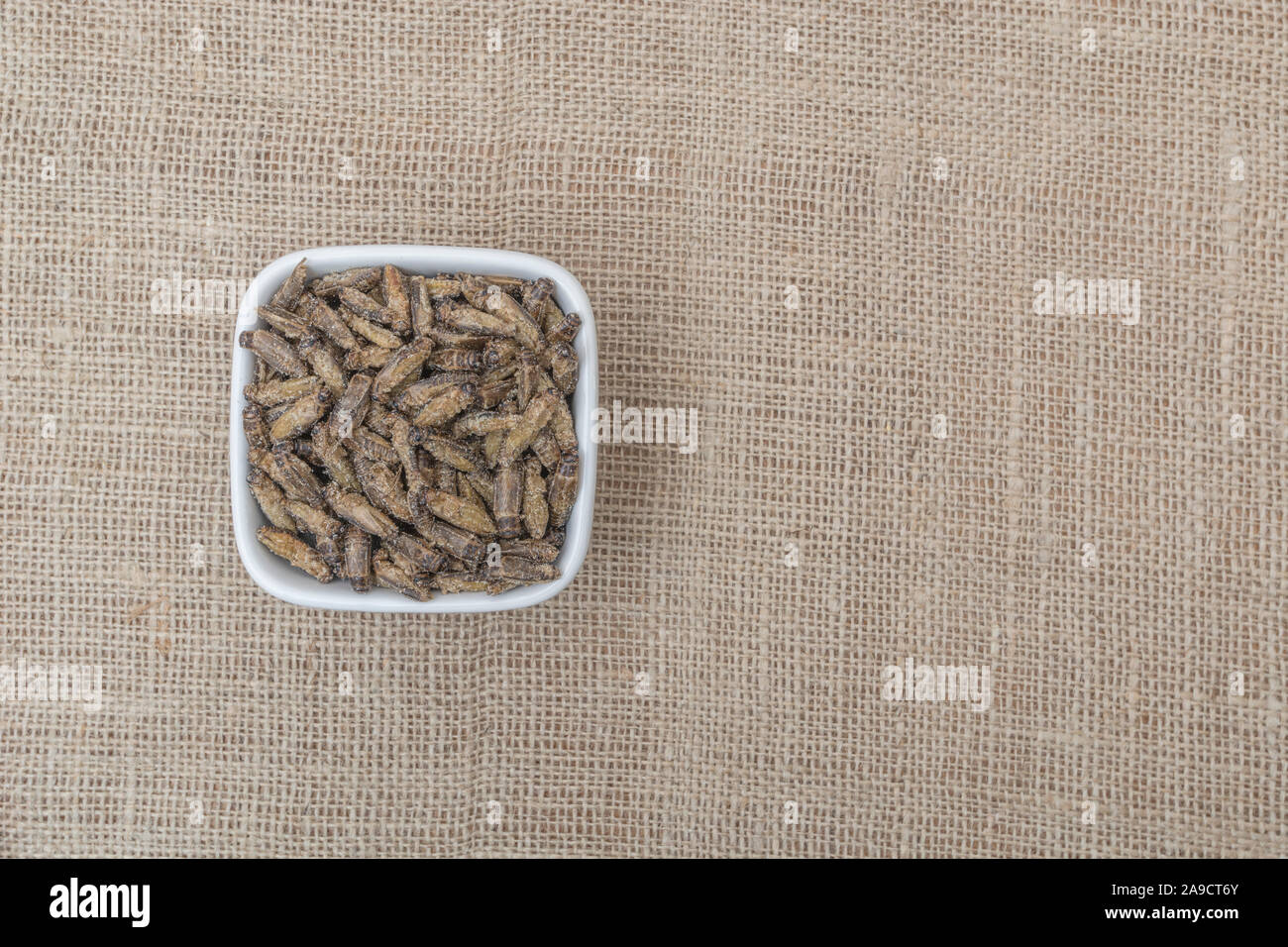 Edible insects - salted Small Crickets possibly Gryllus assimilis - on hessian sack. Entomophagy, edible bugs, insect superfoods, insects as food. Stock Photo