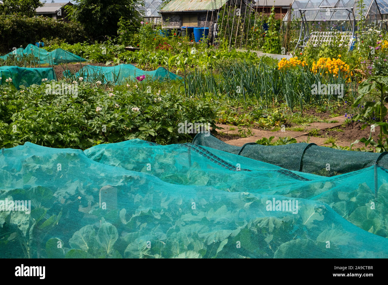 Crop protection on a british allotment, debris netting used to protect