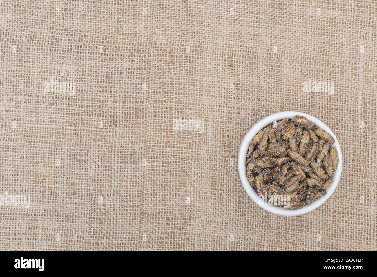 Edible insects - salted Small Crickets possibly Gryllus assimilis - on hessian sack. Entomophagy, edible bugs, insect superfoods, insects as food. Stock Photo