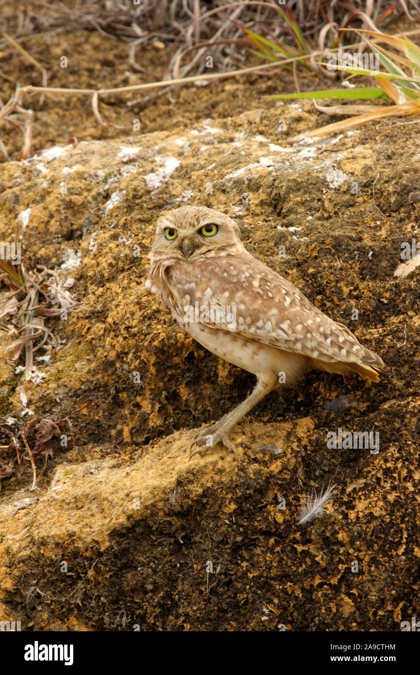 Long Legged Owl Stock Photos Long Legged Owl Stock Images Alamy