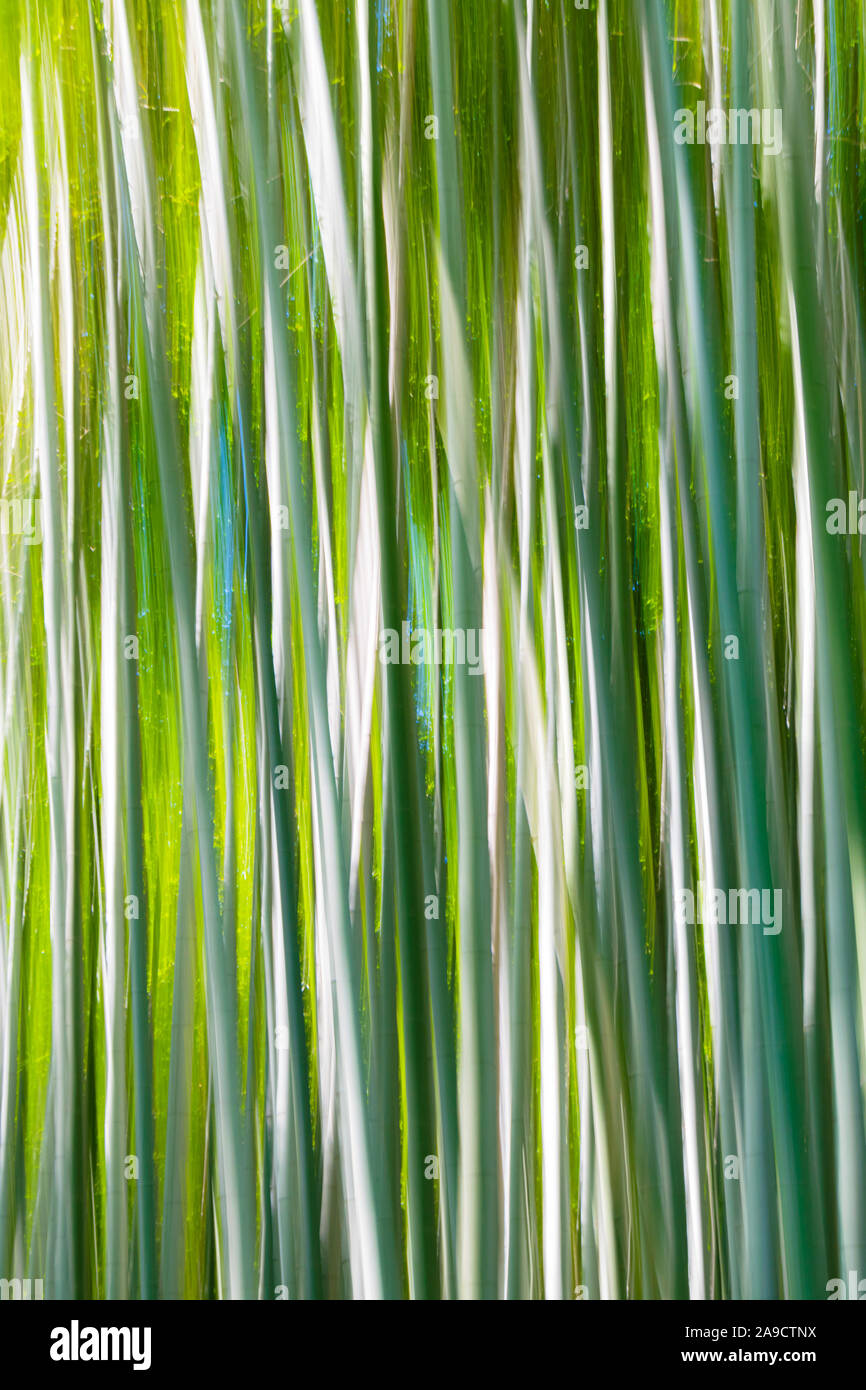 Abstract blurred bamboo forest background Stock Photo