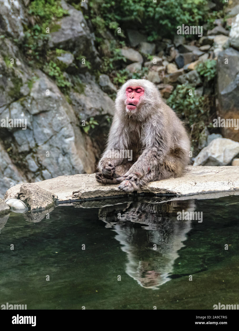 Male japanese macaque chilling after a fight in Jigokudani Monkey Park, Nagano, Japan Stock Photo