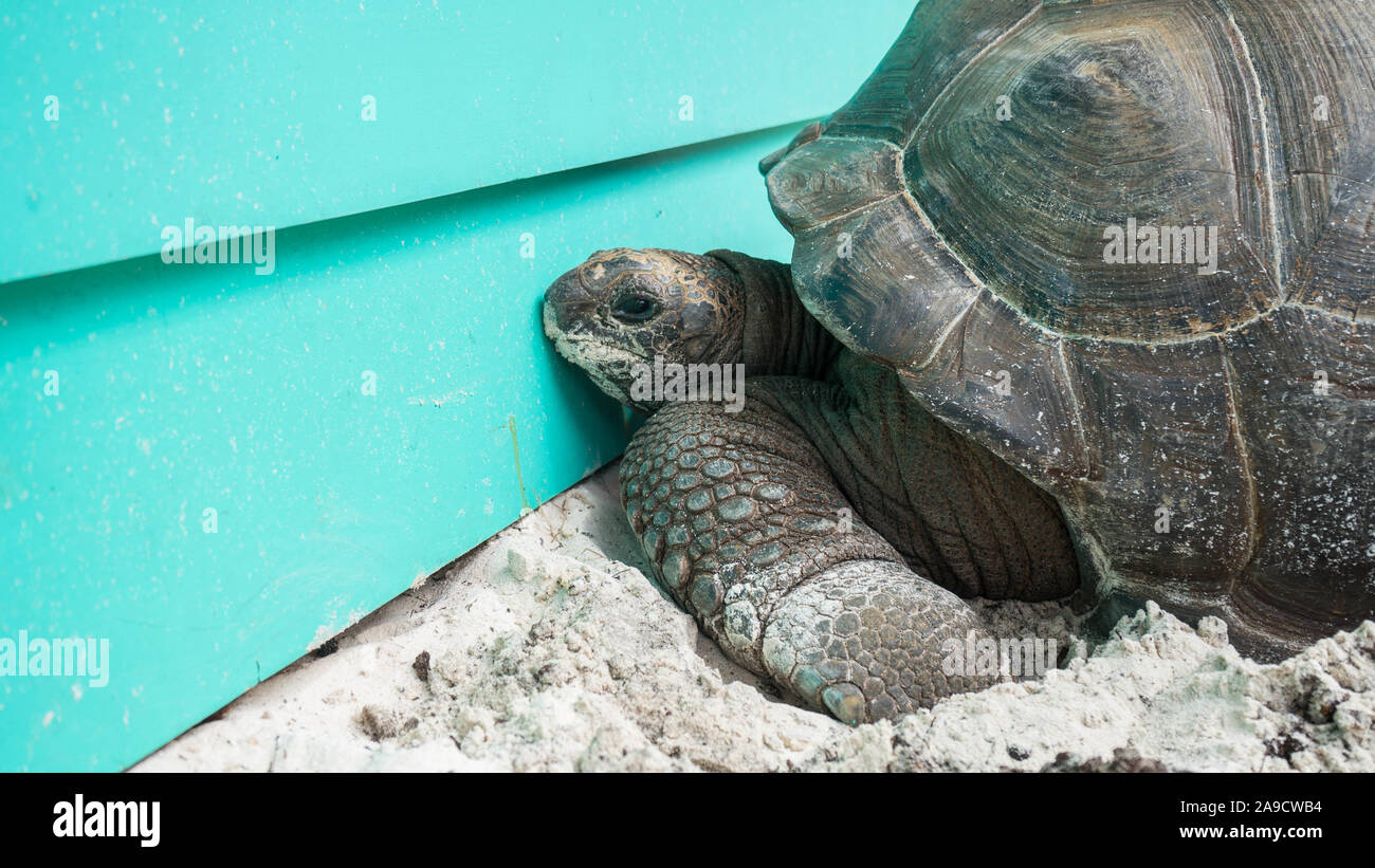 Tortoise on La Digue, realizing that the beach bar is closed Stock Photo