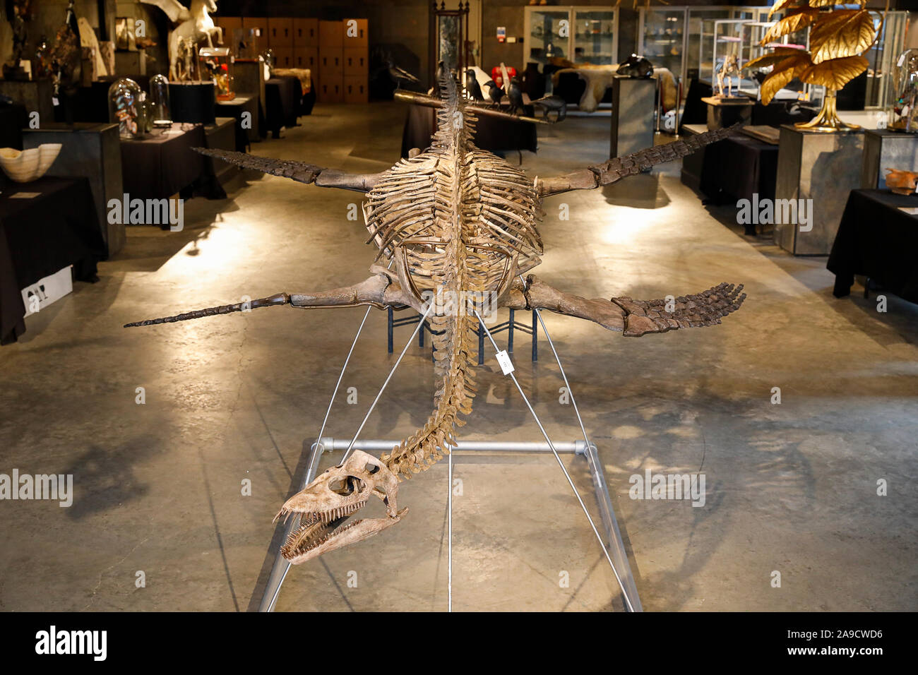 Stane Street, Billingshurst. 14th November 2019. A set of very rare artefacts for sale at Summer's Place Auctions in Billingshurst, West Sussex, as part of their ‘Evolution' collection. An extremely rare Plesiosaur, Cryptclidus eumymerus, which is expected to fetch £25000 to £40000 at auction. This specimen was found in Oxford clay near Peterborough and dates to the Jurassic period. Credit: james jagger/Alamy Live News Stock Photo