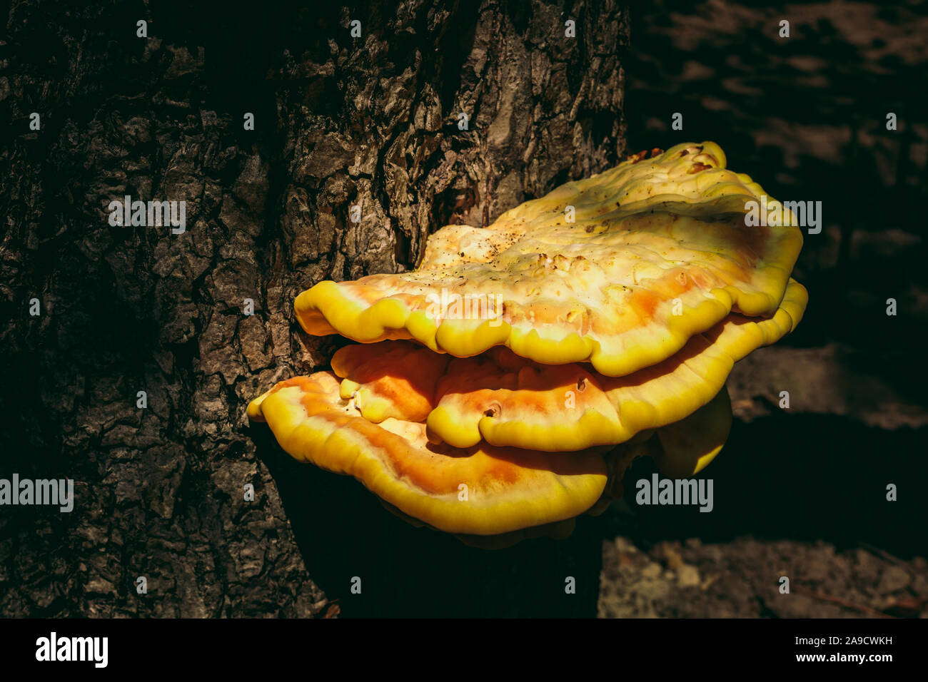 wild mushroom on a tree. yellow color Stock Photo