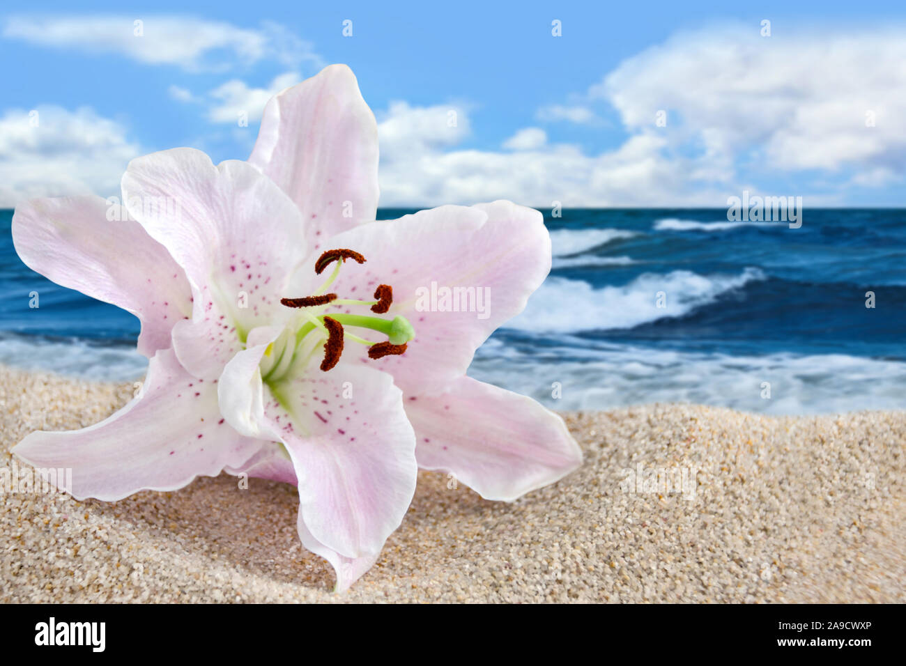 Wellness Beach and Lily Stock Photo