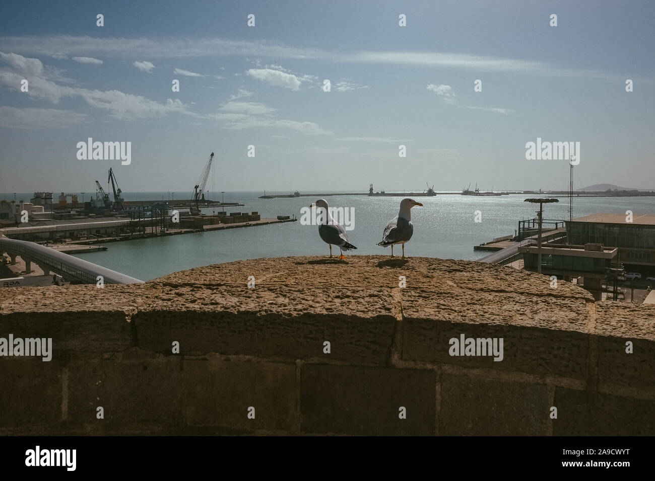 Seagulls in the Spanish exclave Melilla Stock Photo