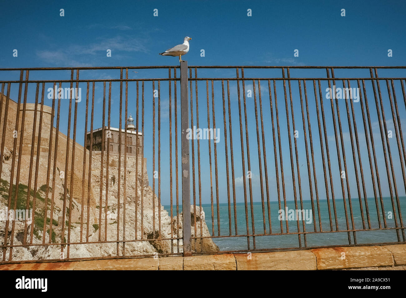 Seagull on a fence in the Spanish exclave Melilla Stock Photo