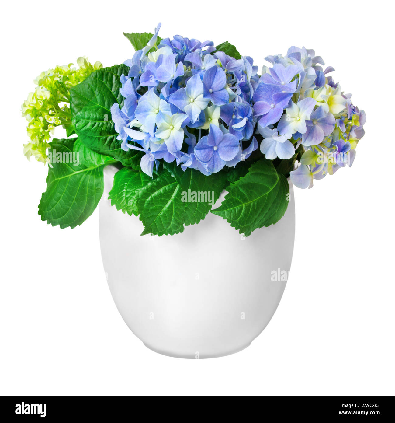 Hydrangea and white pot isolated against white background Stock Photo