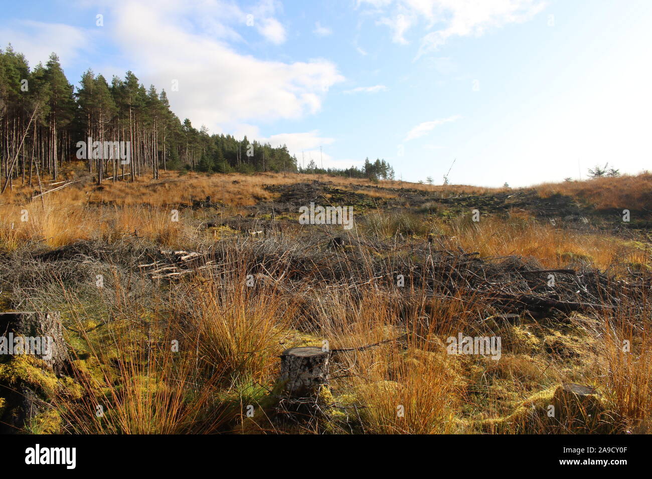 Deforestation in Rosehall Forest, Scottish Highlands Stock Photo