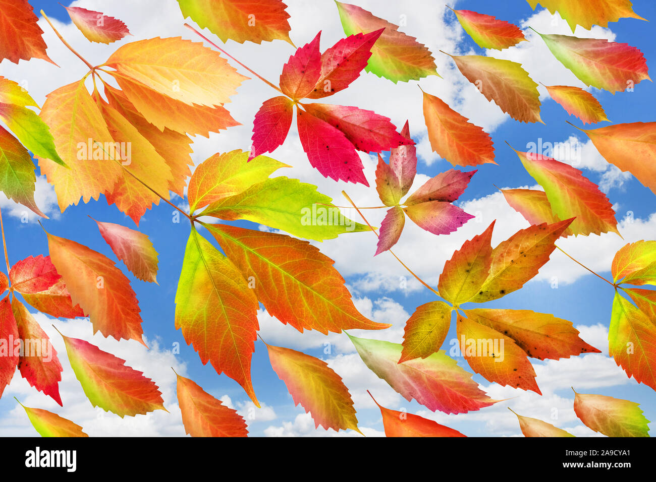 Fall greetings with colorful leaves hi-res stock photography and images ...