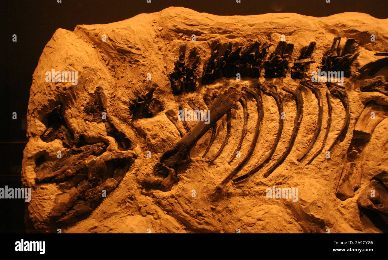 Buried ancient dinosaur remains, Museum of the Rockies Bozeman Montana USA Stock Photo