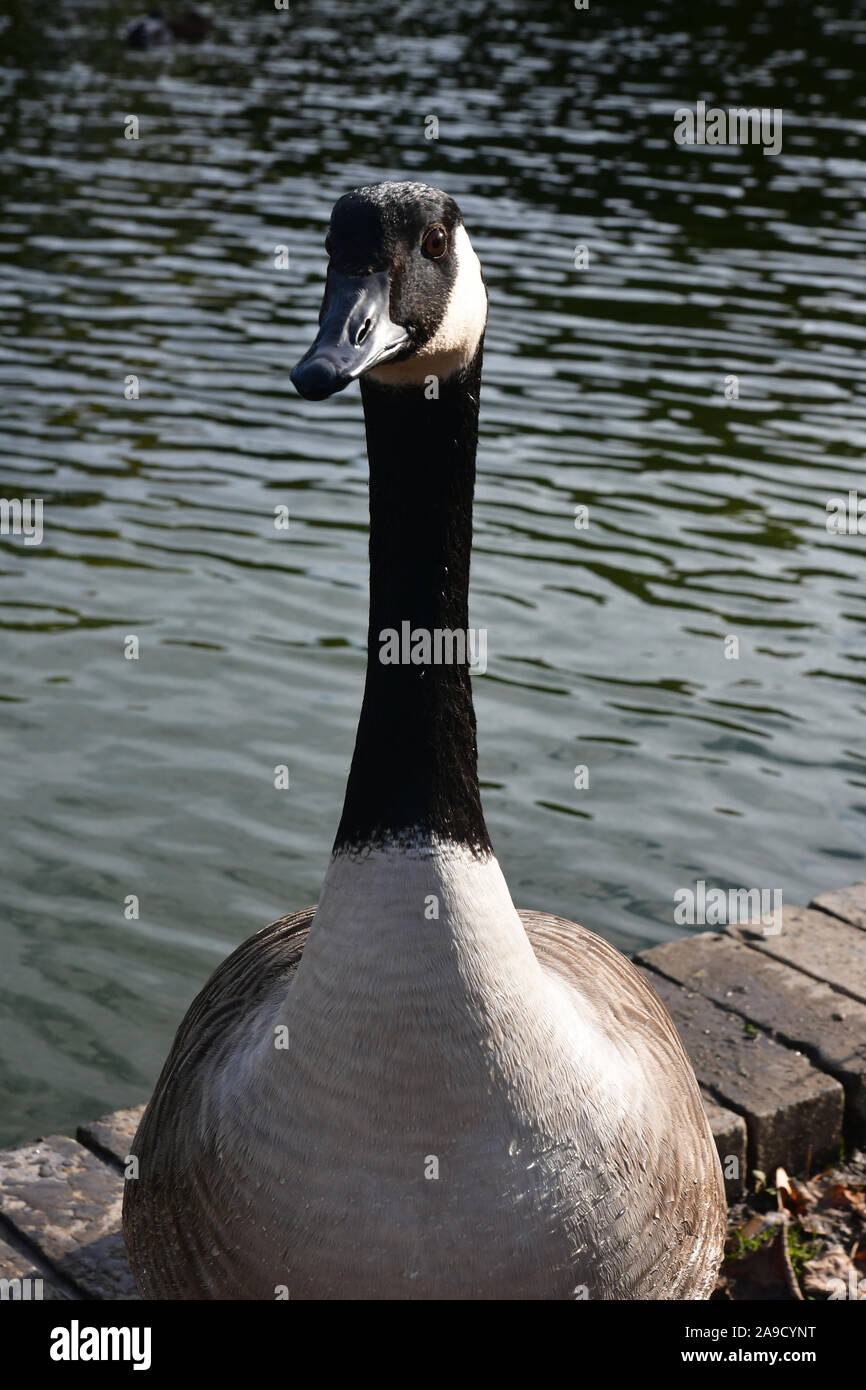 Hailsham sussex hi-res stock photography and images - Alamy
