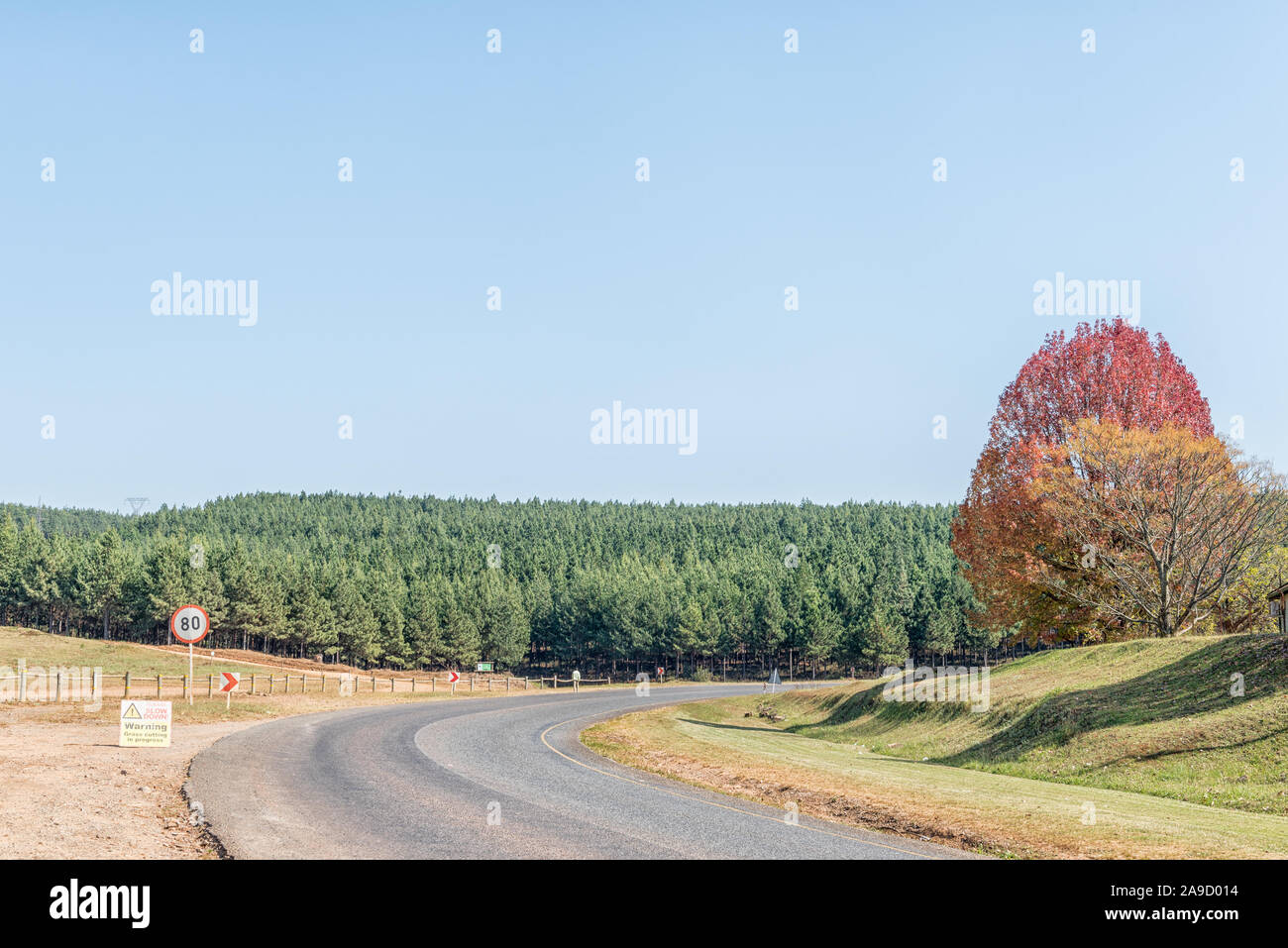 A view of the landscape on road R532 between Sabie and Lydenburg. A speed limitl sign, pine tree plantations and a tree in autumn colors are visible Stock Photo