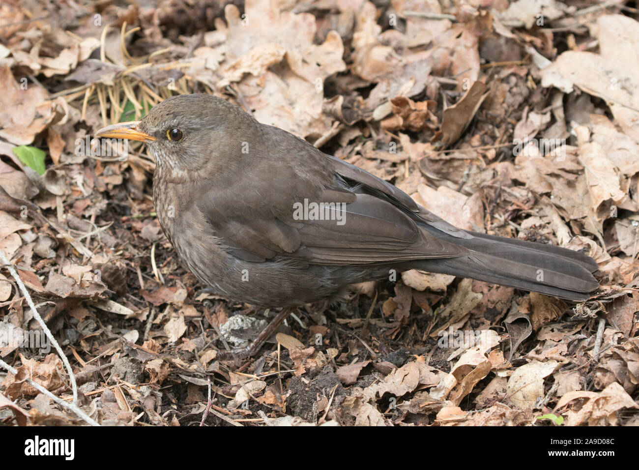 Juvenile  female blackbird amongst leaf litter Stock Photo