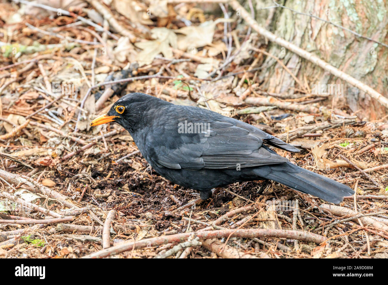 Male blackbird scratching around amongst the leaf litter Stock Photo