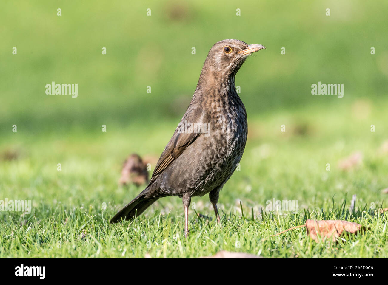 Female blackbird on  green lawn Stock Photo