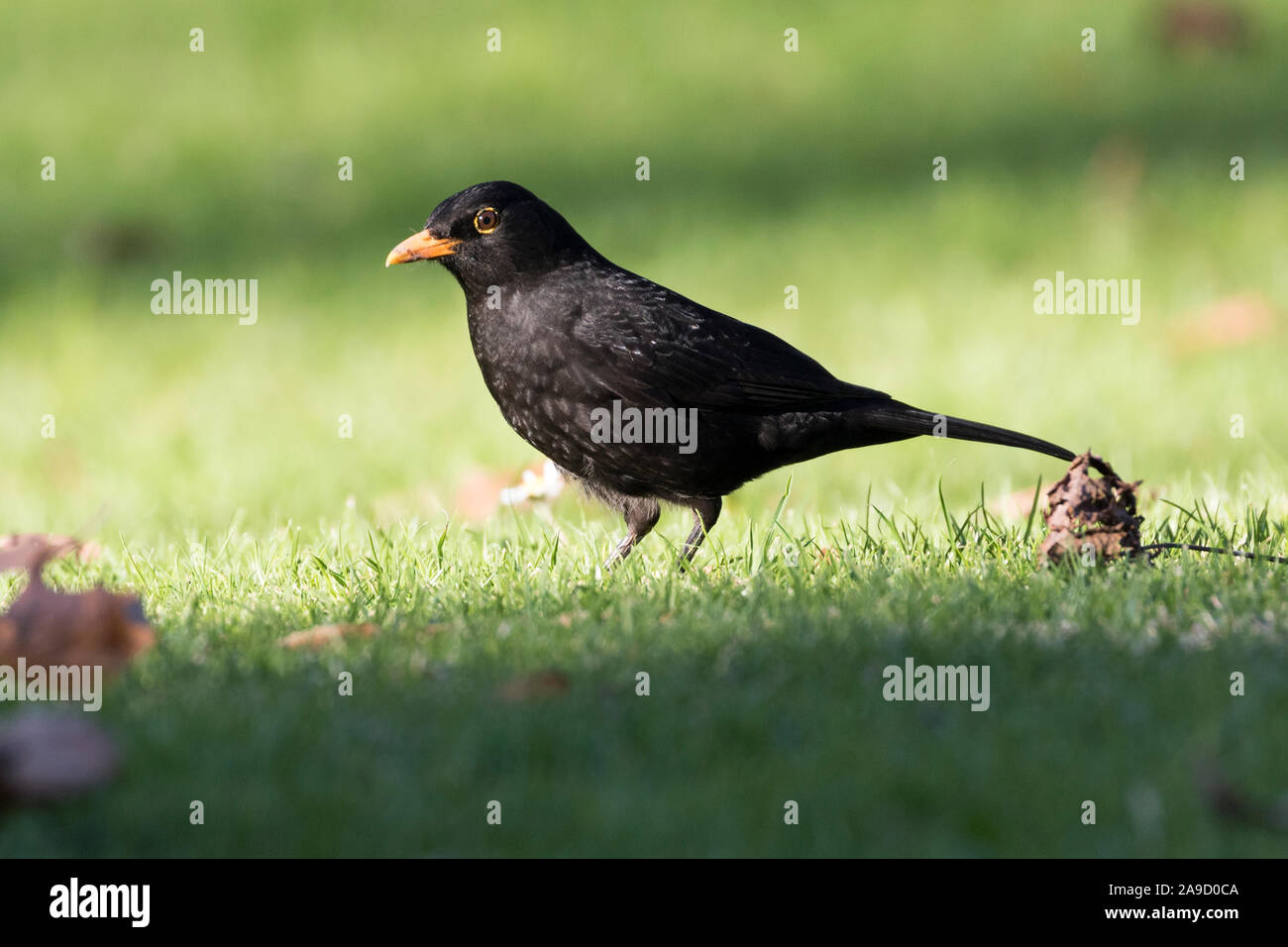 Male blackbird on green lawn Stock Photo