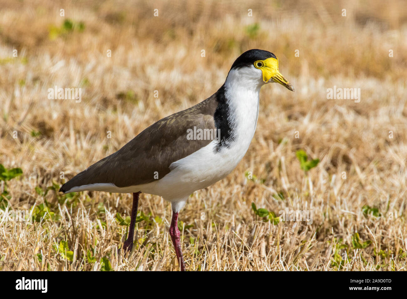 Spur-winged plover ( Vanellus miles ) Stock Photo