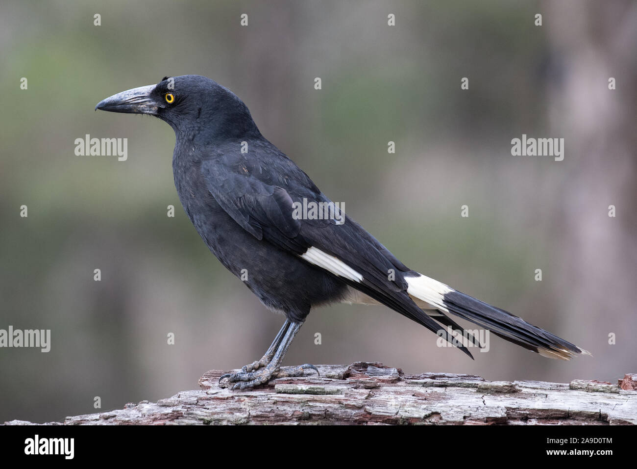Pied Currawong Stock Photo Alamy