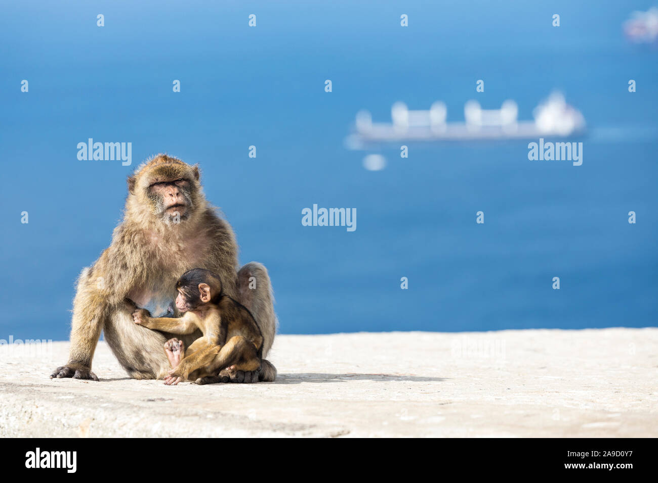 Barbary ape (monkey), Macaca sylvanus, with young, Gibraltar Stock Photo