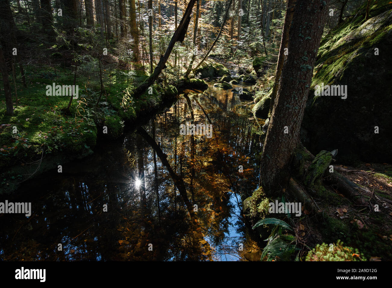 Nature in the national park the Bavarian Forest Stock Photo