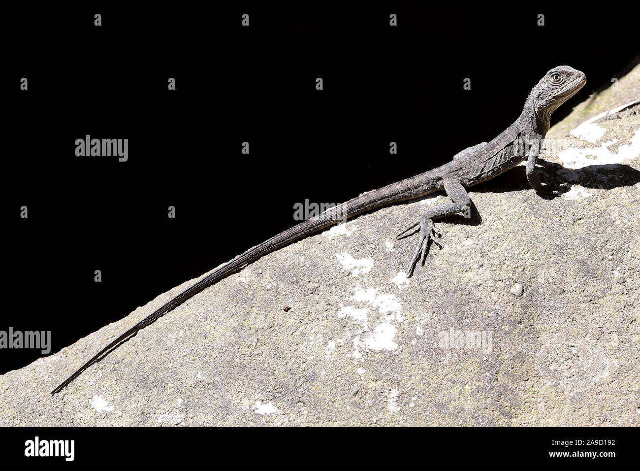 Juvenile water dragon hires stock photography and images Alamy