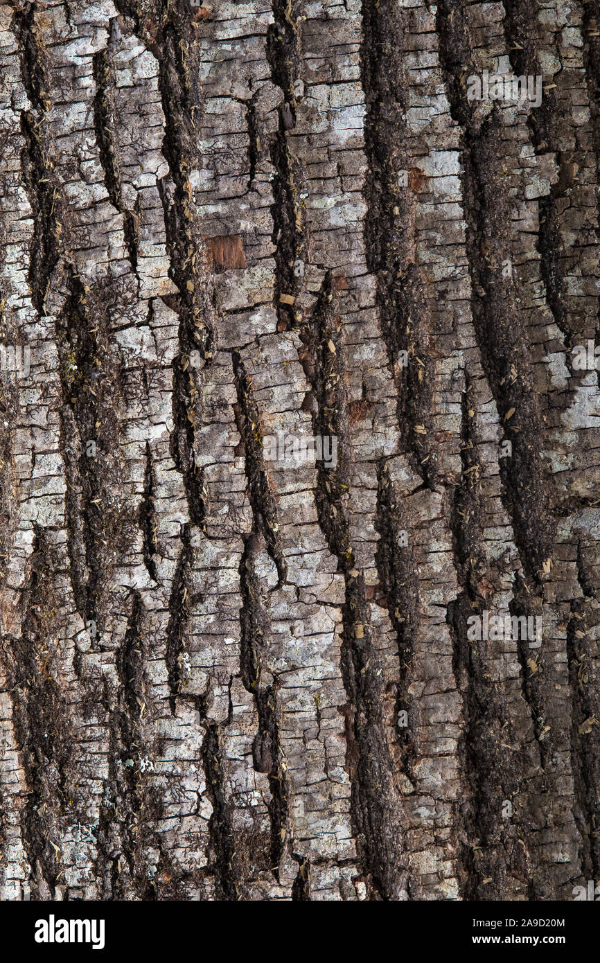 Wood texture of a bark tree trunk Stock Photo - Alamy