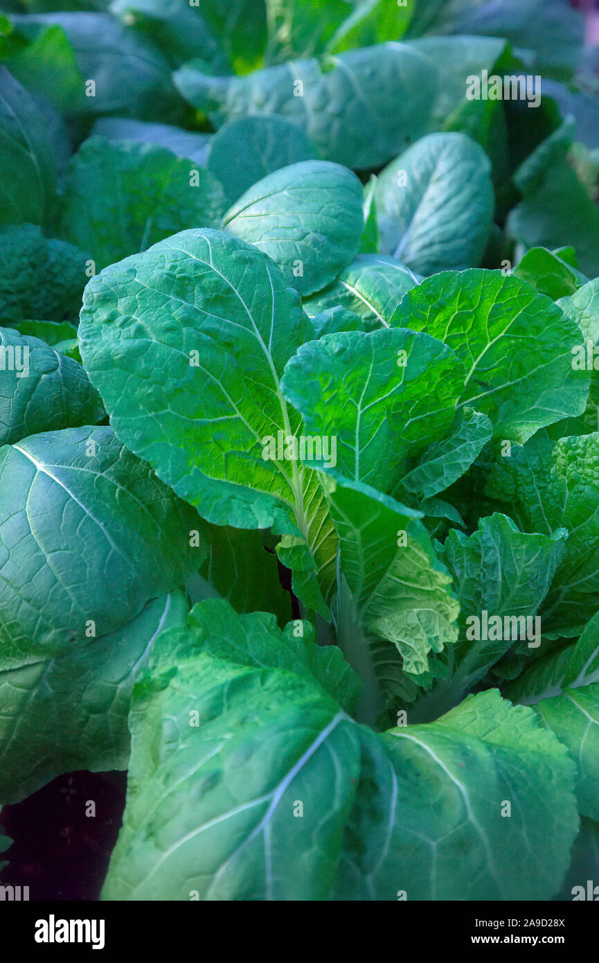 An autumn crop of Brassica rapa (Pekinensis Group) Chinese Cabbage 'Apex' in late September growing in a polytunnel Stock Photo