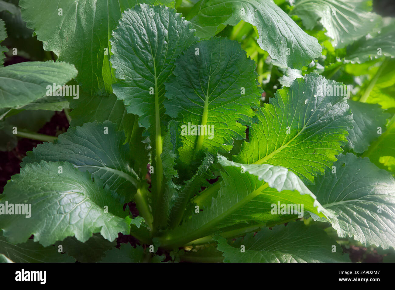 An autumn crop of Brassica rapa (Pekinensis Group) Chinese Cabbage Michihili in late September growing in a polytunnel Stock Photo