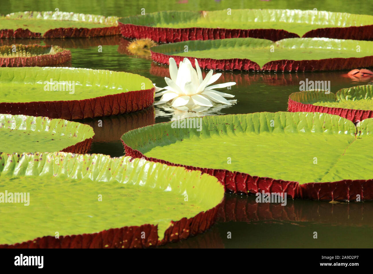 Victoria cruziana aquatic water plant with giant leaves Pantanal Brazil