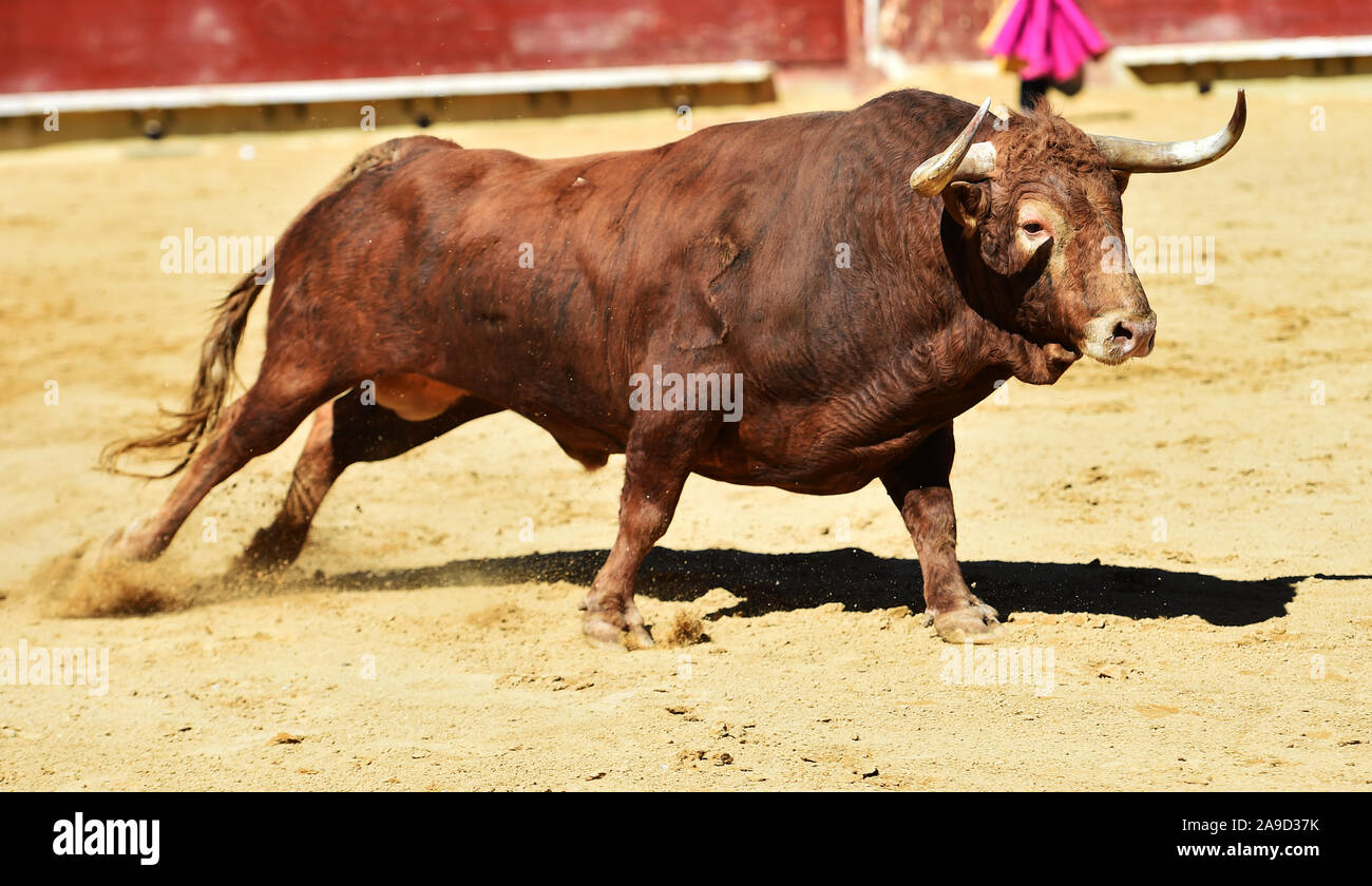 spanish bull with big horns during a show of bullfight in spain Stock ...