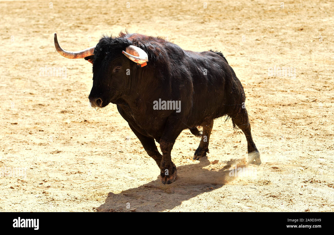 spanish bull with big horns during a show of bullfight in spain Stock ...