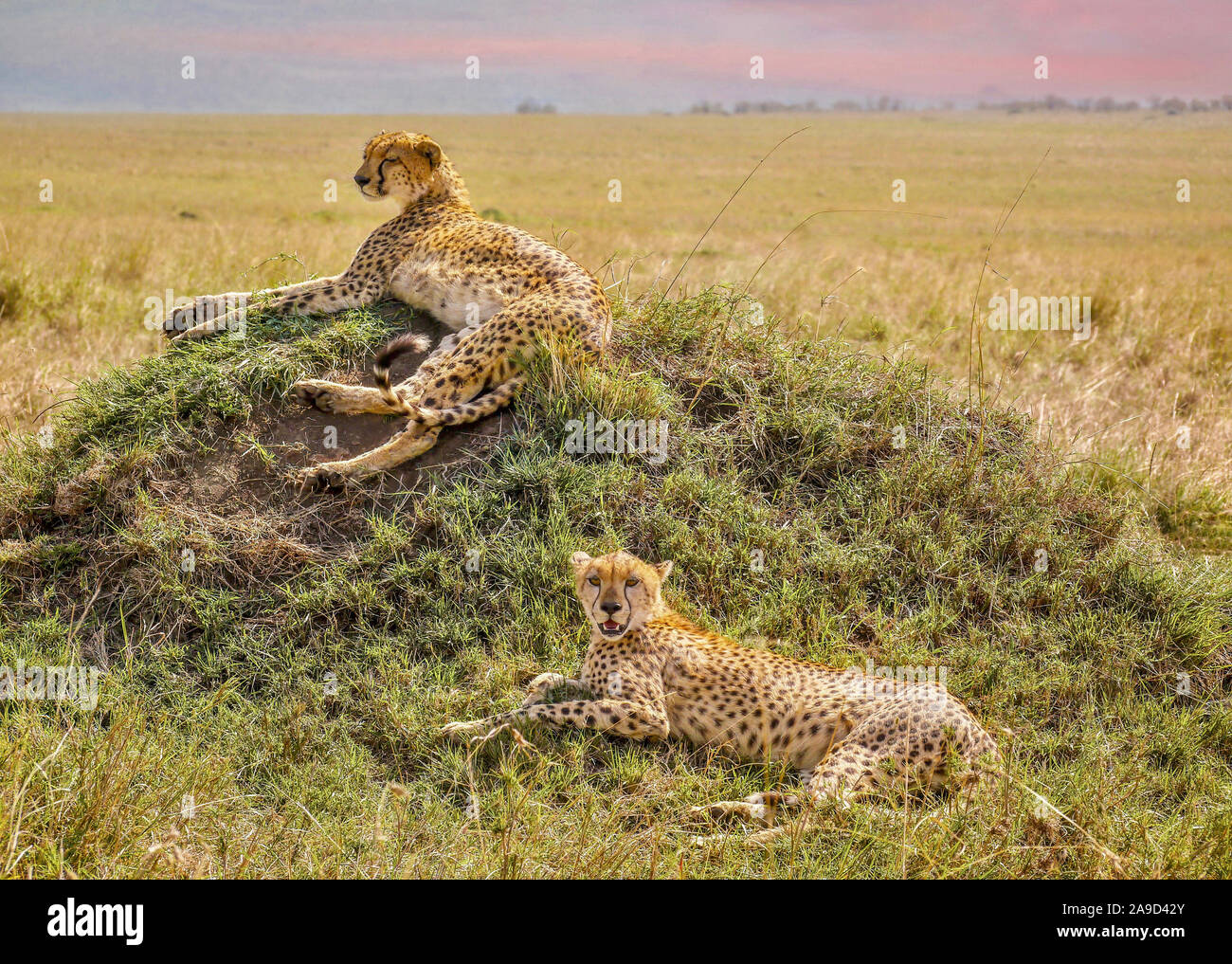Two cheetah brothers relaxing on a grassy mound during the day, in the Masai Mara, Kenya. Stock Photo