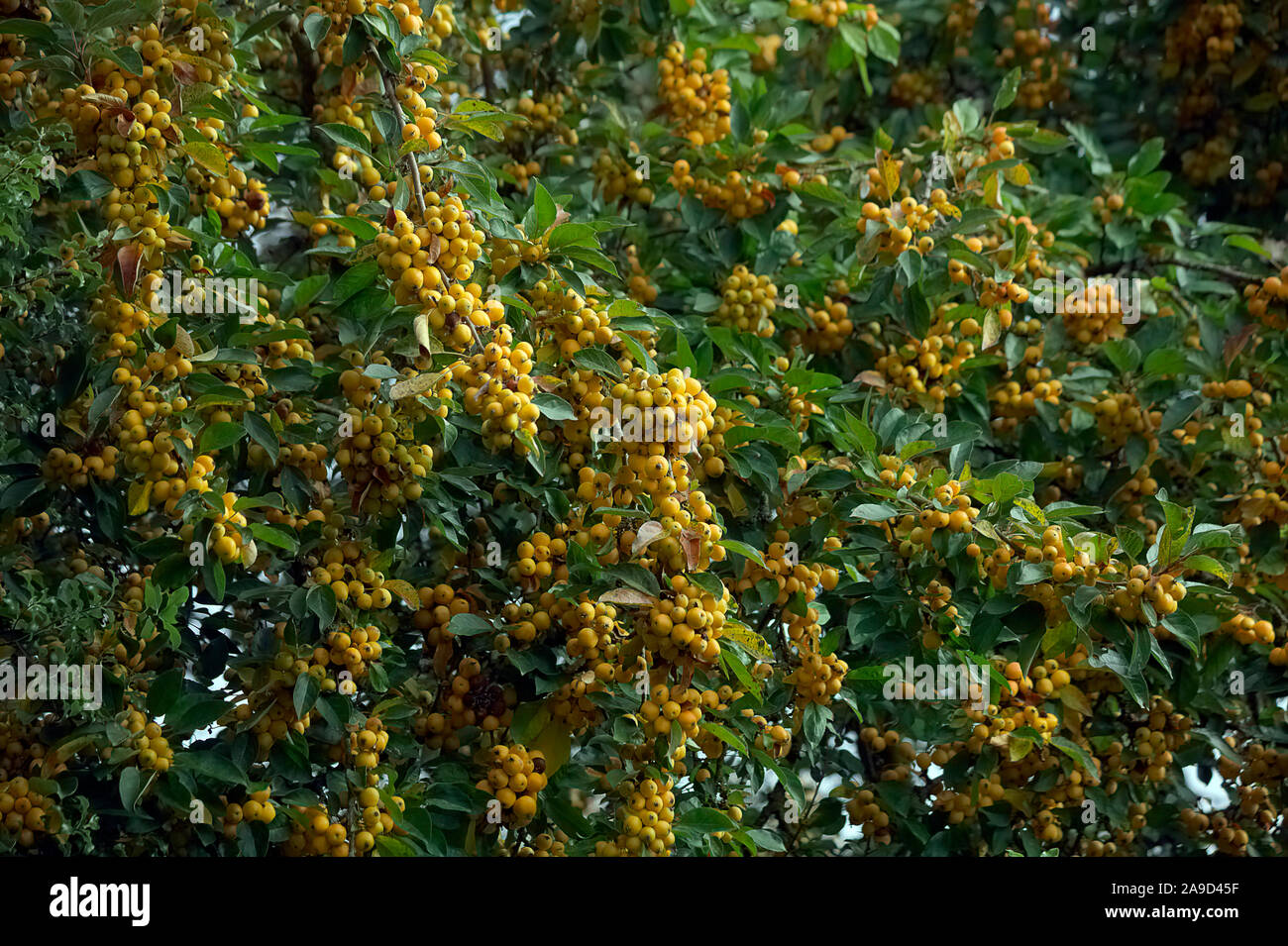 Malus x zumi 'Golden in late September Stock Photo Alamy