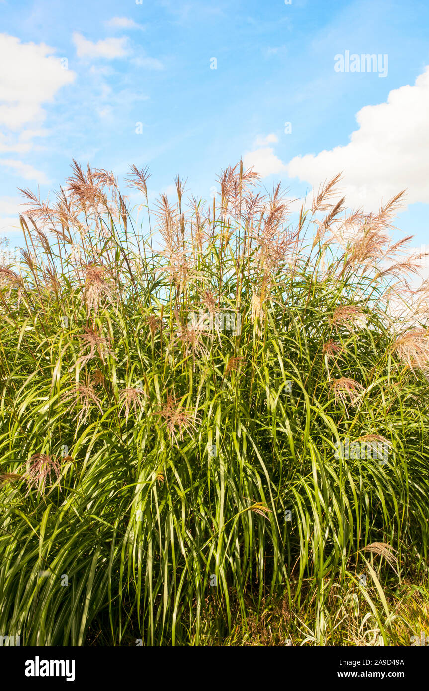 Large clump of Miscanthus sinensis Ornamental grass growing in a large bed of various grasses. A deciduous fully hardy perennial Stock Photo