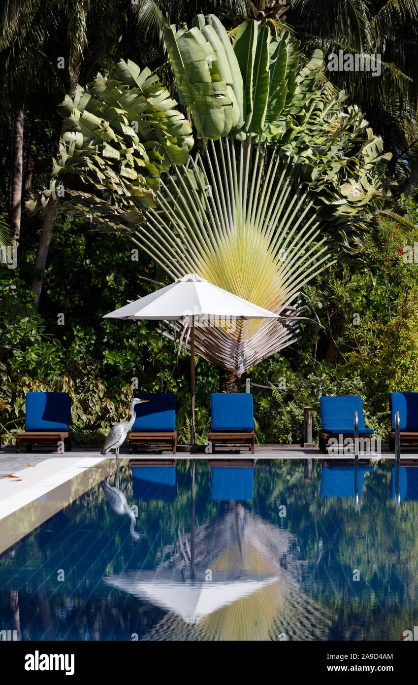 pool sun shade on The Maldives Ari Atoll Vilamendhoo Heron Sunshade Swimming Pool Lying Ornamental Plant Palms Mirroring Stock Photo Alamy