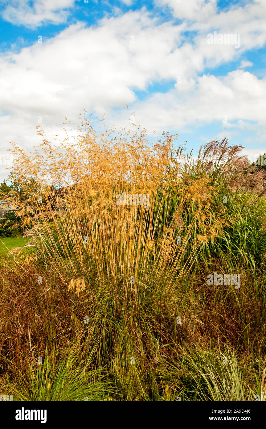Large clump of Ornamental grass Stipa growing in a large bed of various grasses. A deciduous fully hardy perennial Stock Photo