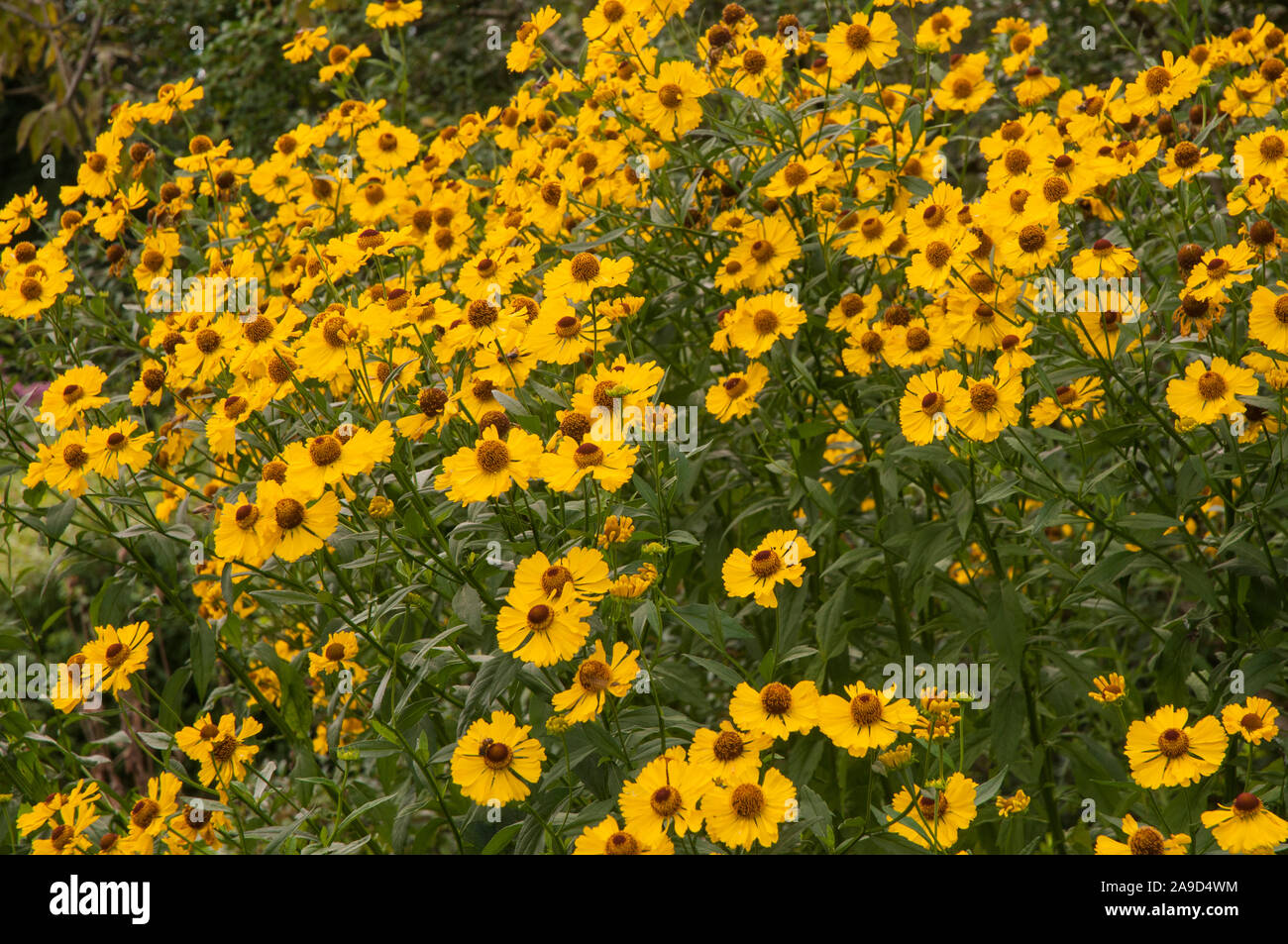 Close up view of clump of Helenium Butterpat growing in a sunny herbaceous border. A perennial that is fully hardy. Stock Photo