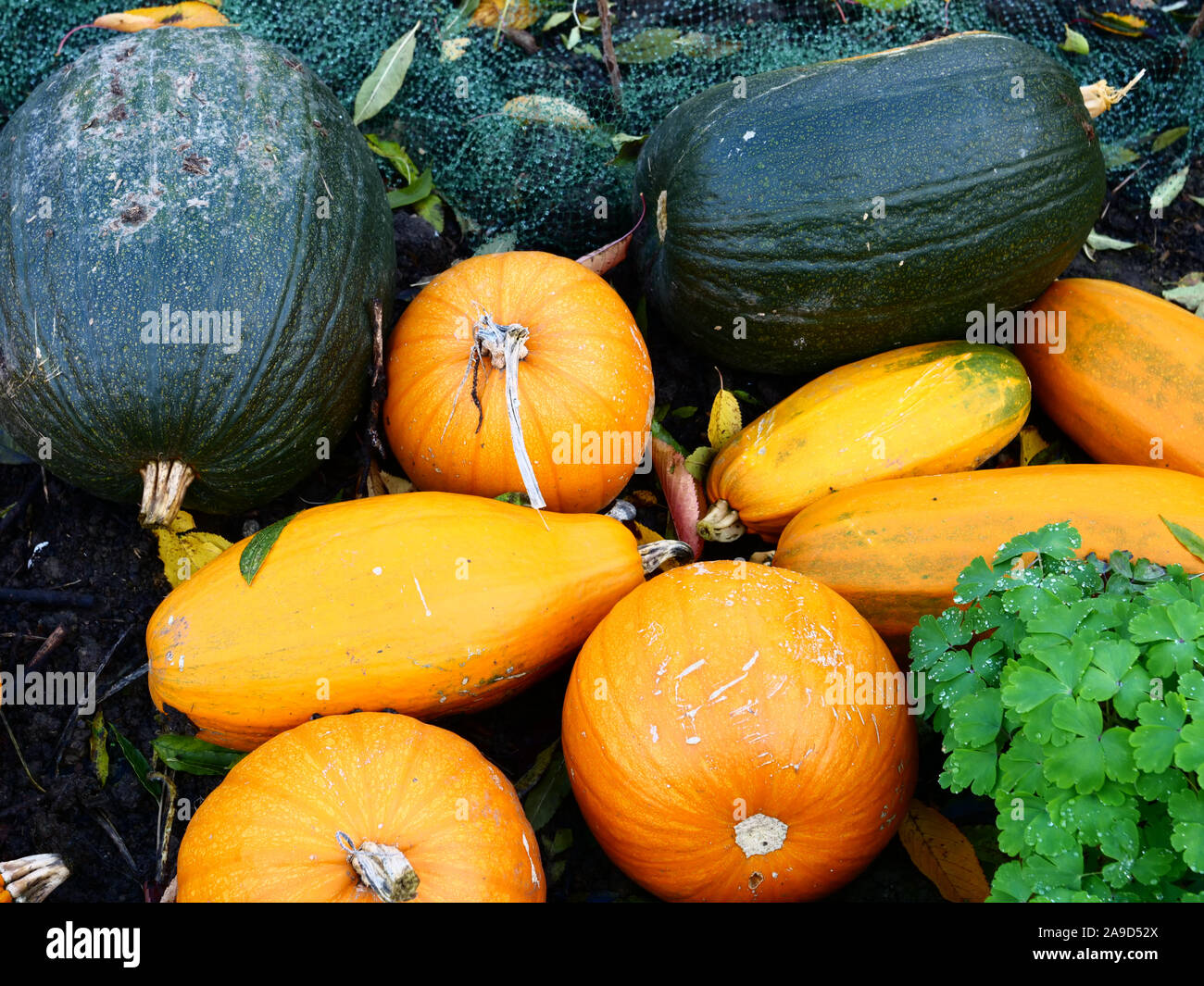 Pumpkins and other cucurbits seen on an allotment in London, England, UK during November autumn. Stock Photo